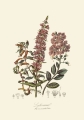 illustrationsofn01twin_0338.jpg