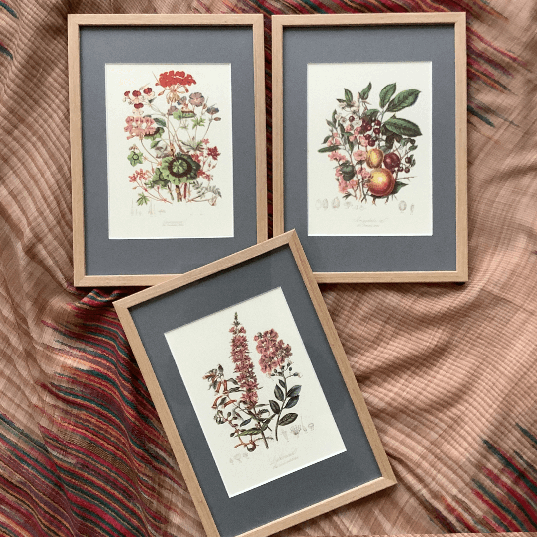 Trzy ryciny botaniczne, A4, E. Twining