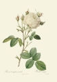 master-rbc-rbctos-2018rosen1892v1-0297.jpg