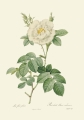 master-rbc-rbctos-2018rosen1892v1-0315.jpg
