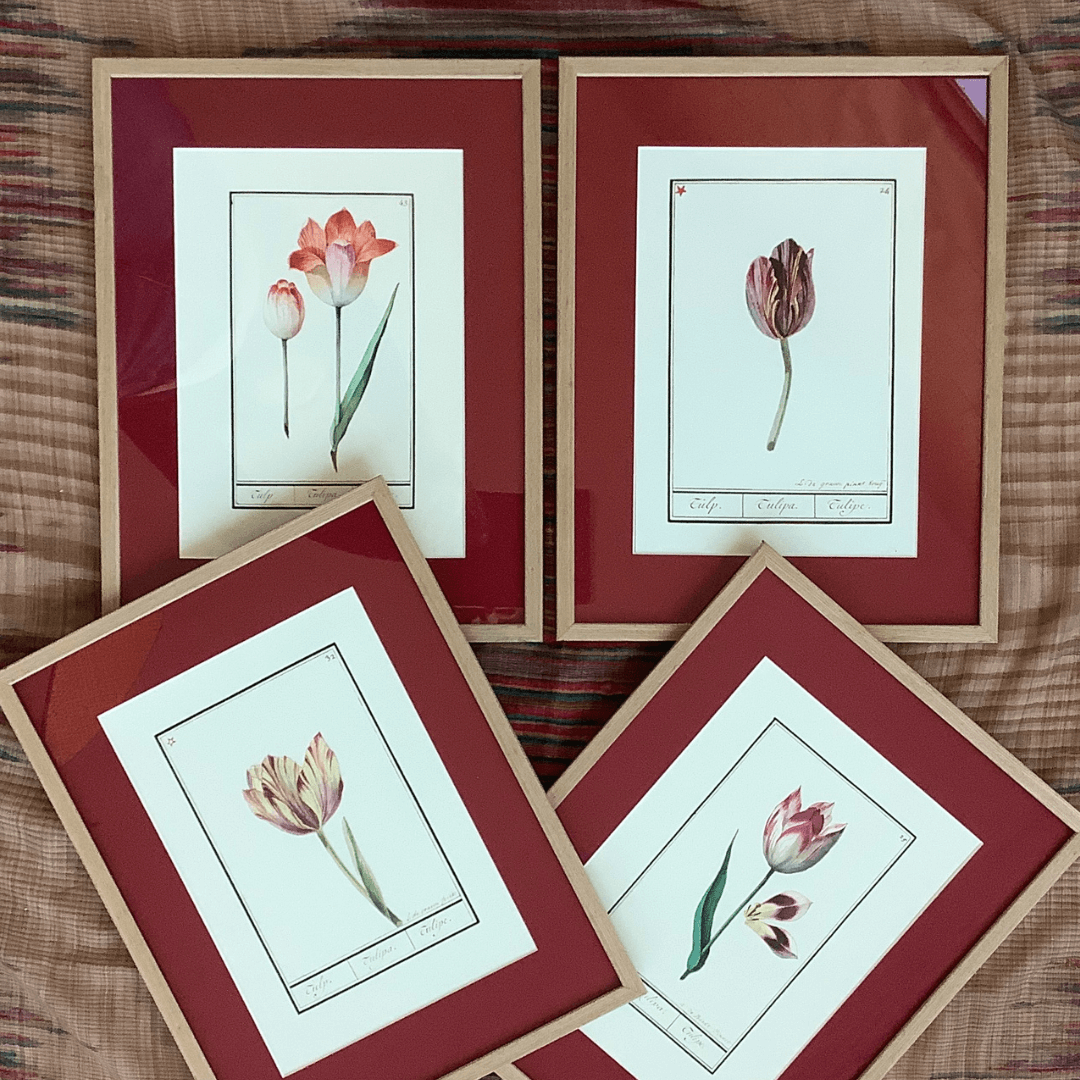 4 ryciny, tulipany, 1600 r., A. de Boodt