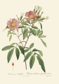 master-rbc-rbctos-2018rosen1892v1-0249.jpg