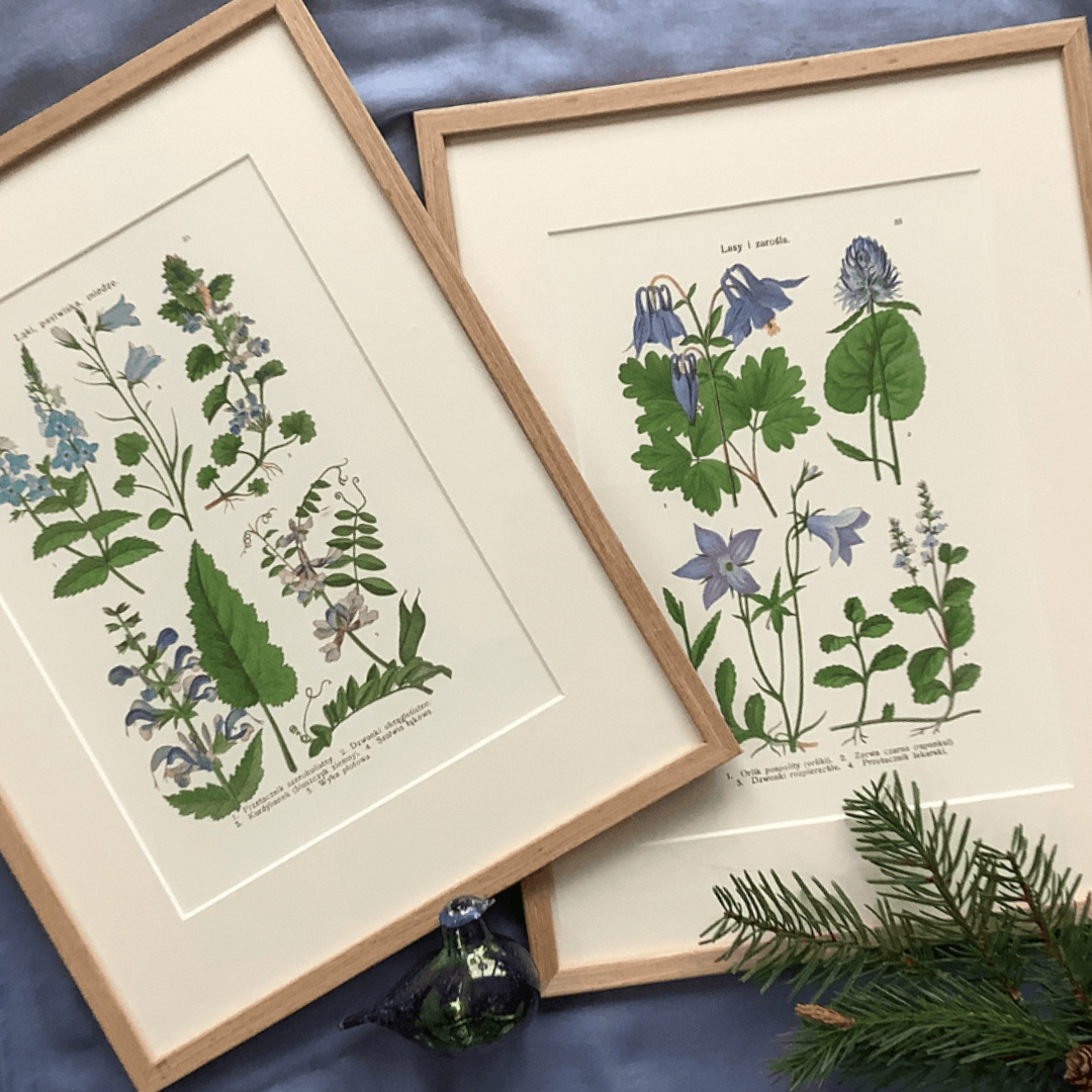 Dwie ryciny botaniczne, kwiaty niebieskie, M. Arct-Golczewska