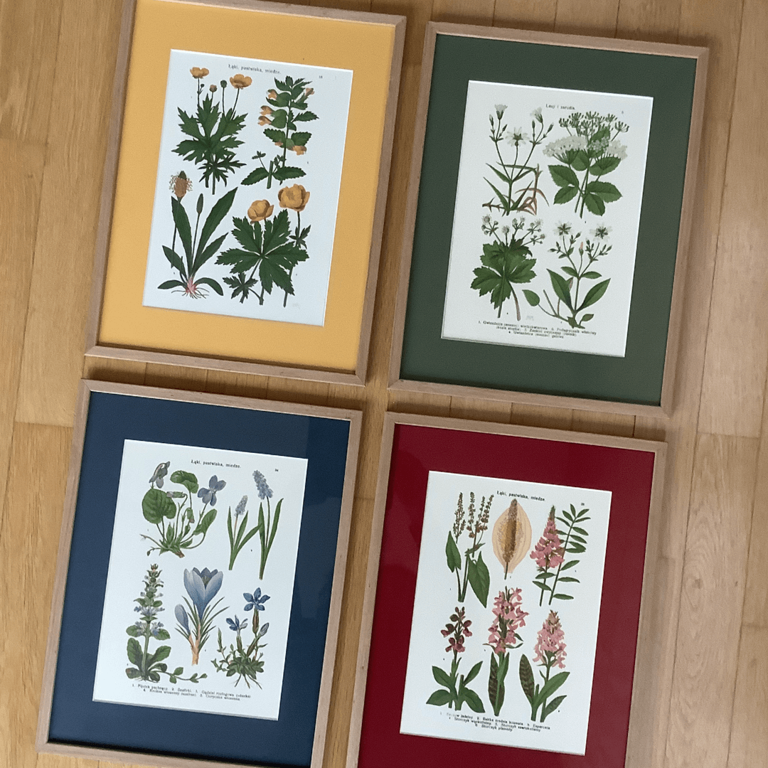 4 ryciny botaniczne, M. Arct-Golczewska