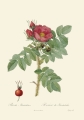master-rbc-rbctos-2018rosen1892v1-0109.jpg