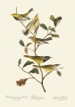 Illustration_from_Birds_of_America_(1827)_by_John_James_Audubon,_digitally_enhanced_by_rawpixel-com_404.jpg