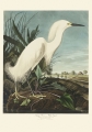 Illustration_from_Birds_of_America_(1827)_by_John_James_Audubon,_digitally_enhanced_by_rawpixel-com_242.jpg