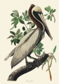 Illustration_from_Birds_of_America_(1827)_by_John_James_Audubon,_digitally_enhanced_by_rawpixel-com_251.jpg