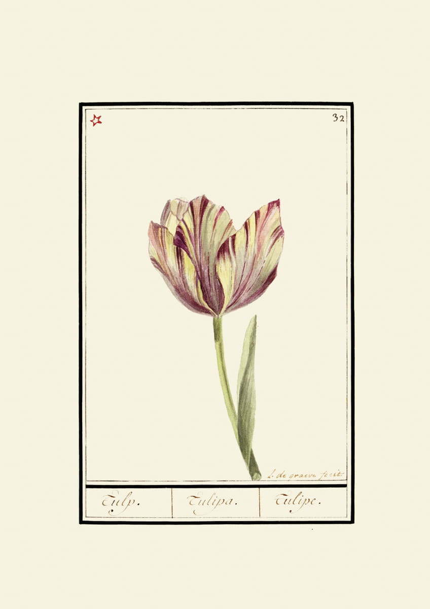 Rycina tulipany, ok. 1600 r., L. de gracve feeit