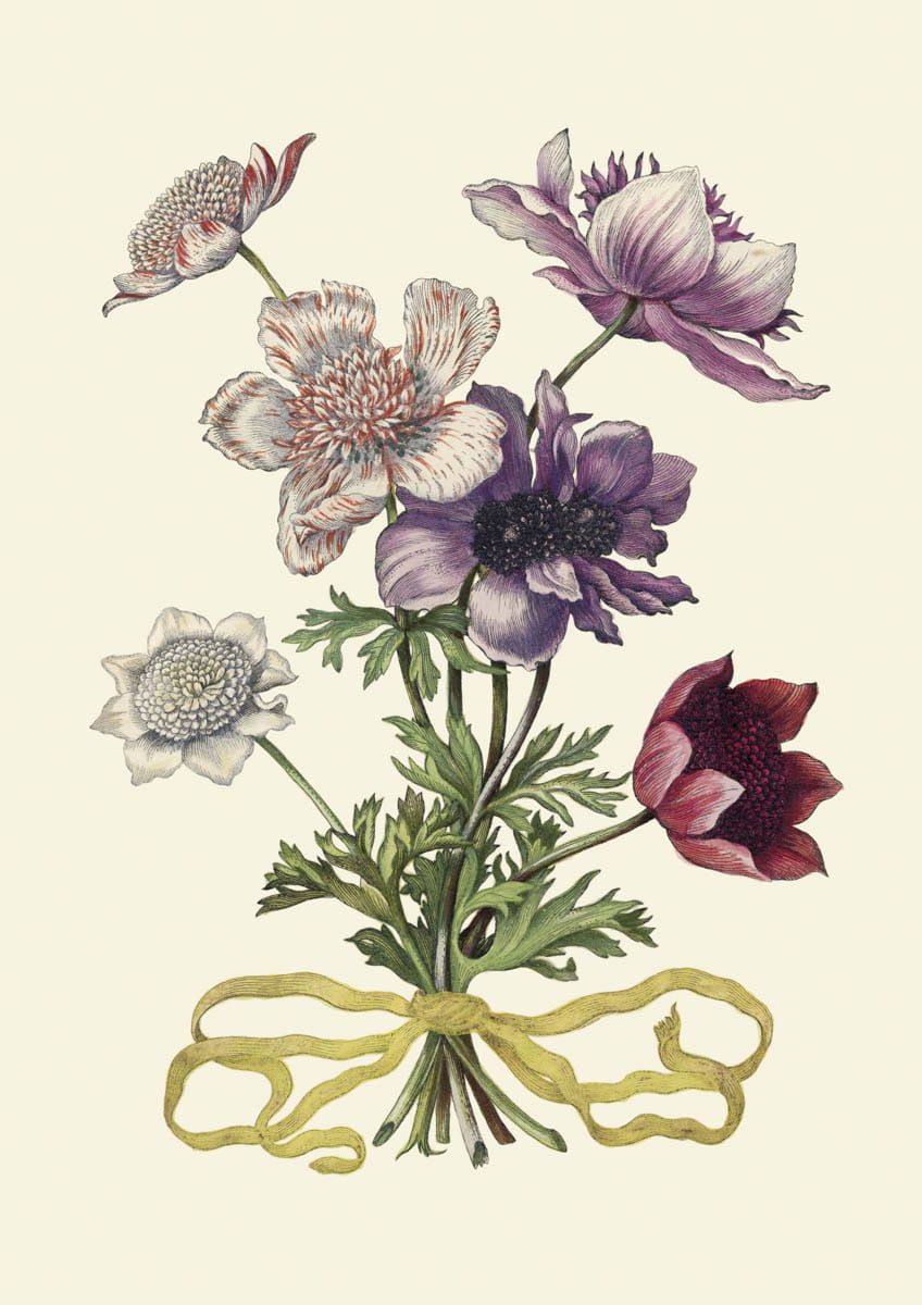 Rycina botaniczna, Bukiet zawilców, 1680 r. 