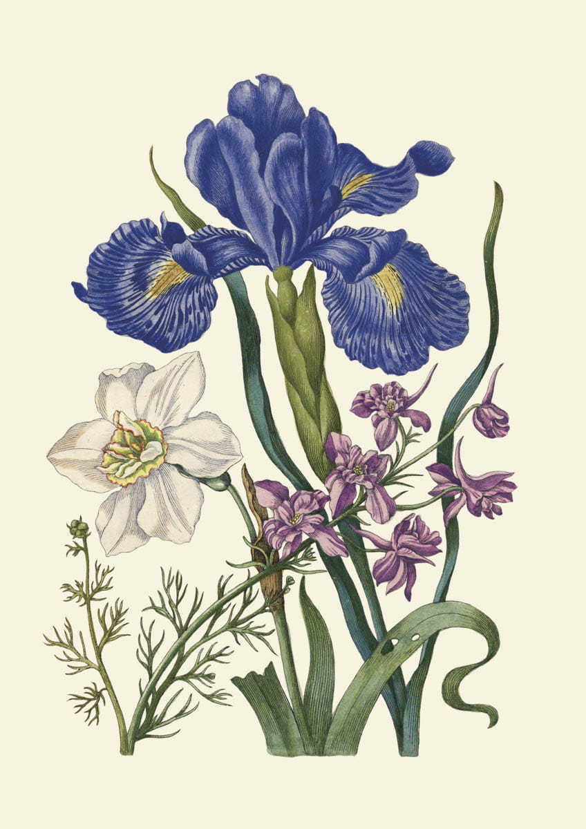 Rycina botaniczna,  Irys, narcyz, hiacynt, 1680 r. 