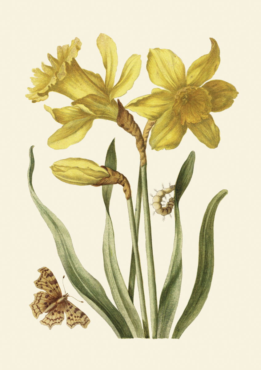 Rycina botaniczna, Narcyz żonkil, 1680 r.