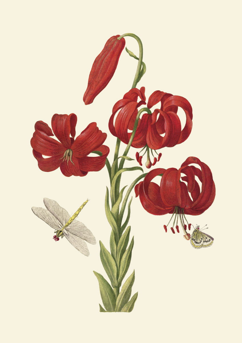 Rycina botaniczna, Lilia czerwona, 1680 r. 