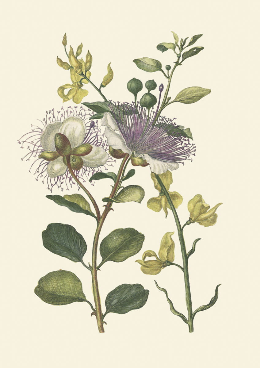 Rycina botaniczna, Kompozycja kwiatowa, 1680 r. 