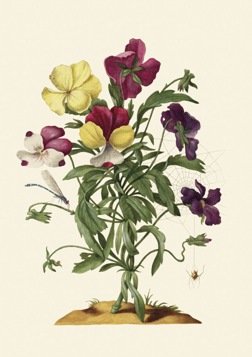Rycina botaniczna, Bukiet bratków, 1680 r. 