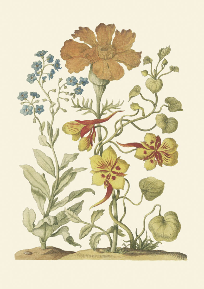 Rycina botaniczna, Nasturcje, orliki i niezapominajki, 1680 r. 