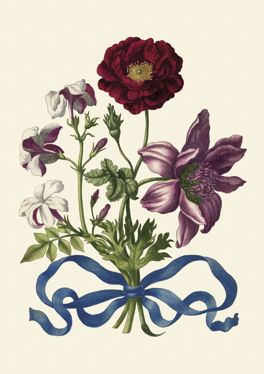 Rycina botaniczna, Bukiet fioletowo-białych kwiatów, 1680 r.