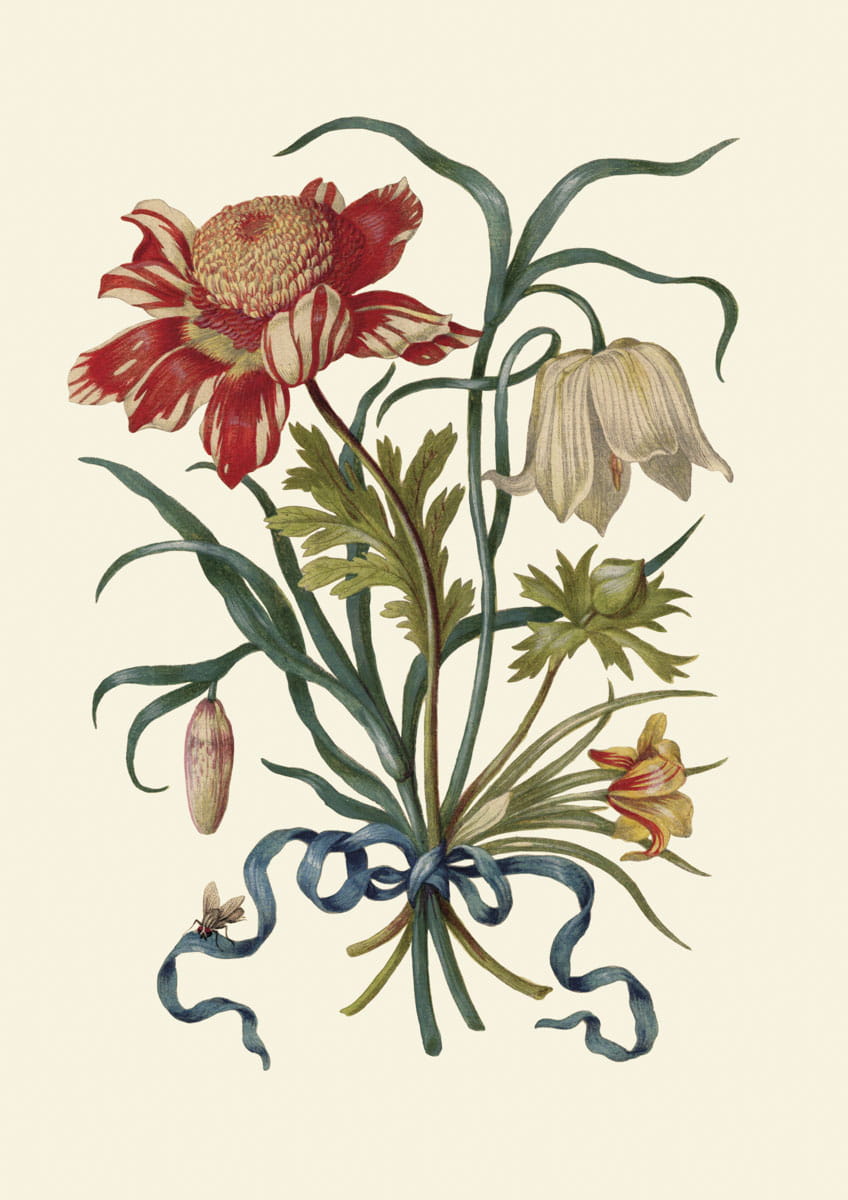 Rycina botaniczna, Bukiet czerwono-białych kwiatów, 1680 r. 