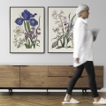 Ryciny botaniczne botaniczne grafiki  kwiaty Maria Sibylla Merian hiacynty irysy