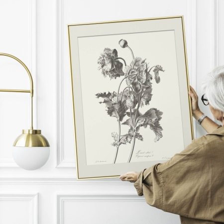 Obraz na ścianę grafika na ścianę mak Pierre Francois Legrand
