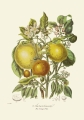 illustrationsofn01twin_0260.jpg