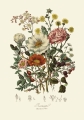 illustrationsofn01twin_0320.jpg