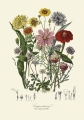 illustrationsofn01twin_0466.jpg