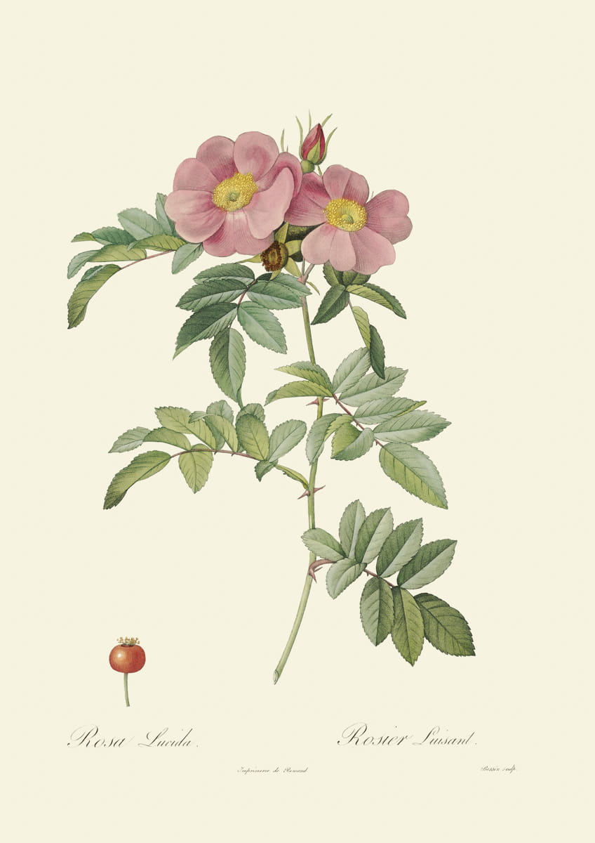 Obraz róże, 1817 r., Lucida