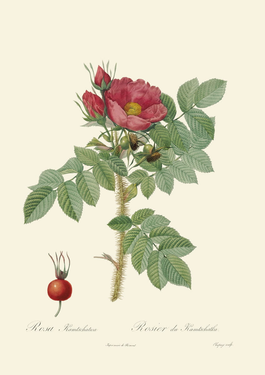 Obraz róże, 1817 r.,  Kamtschatica