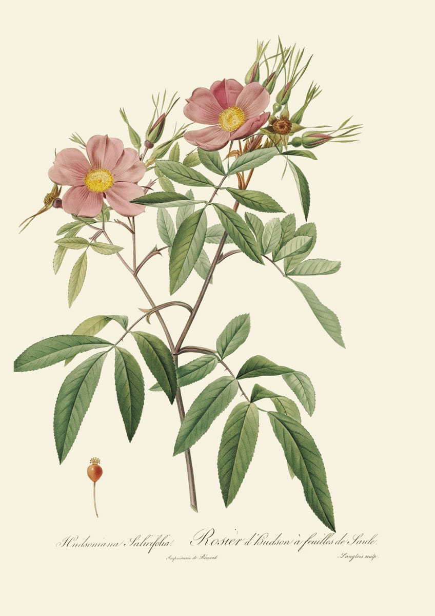 Obraz róże, 1817 r., Hudsoniana Salicufolia