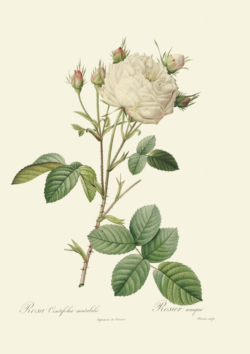 Obraz róże, 1817 r., Centifolia Mutabilis