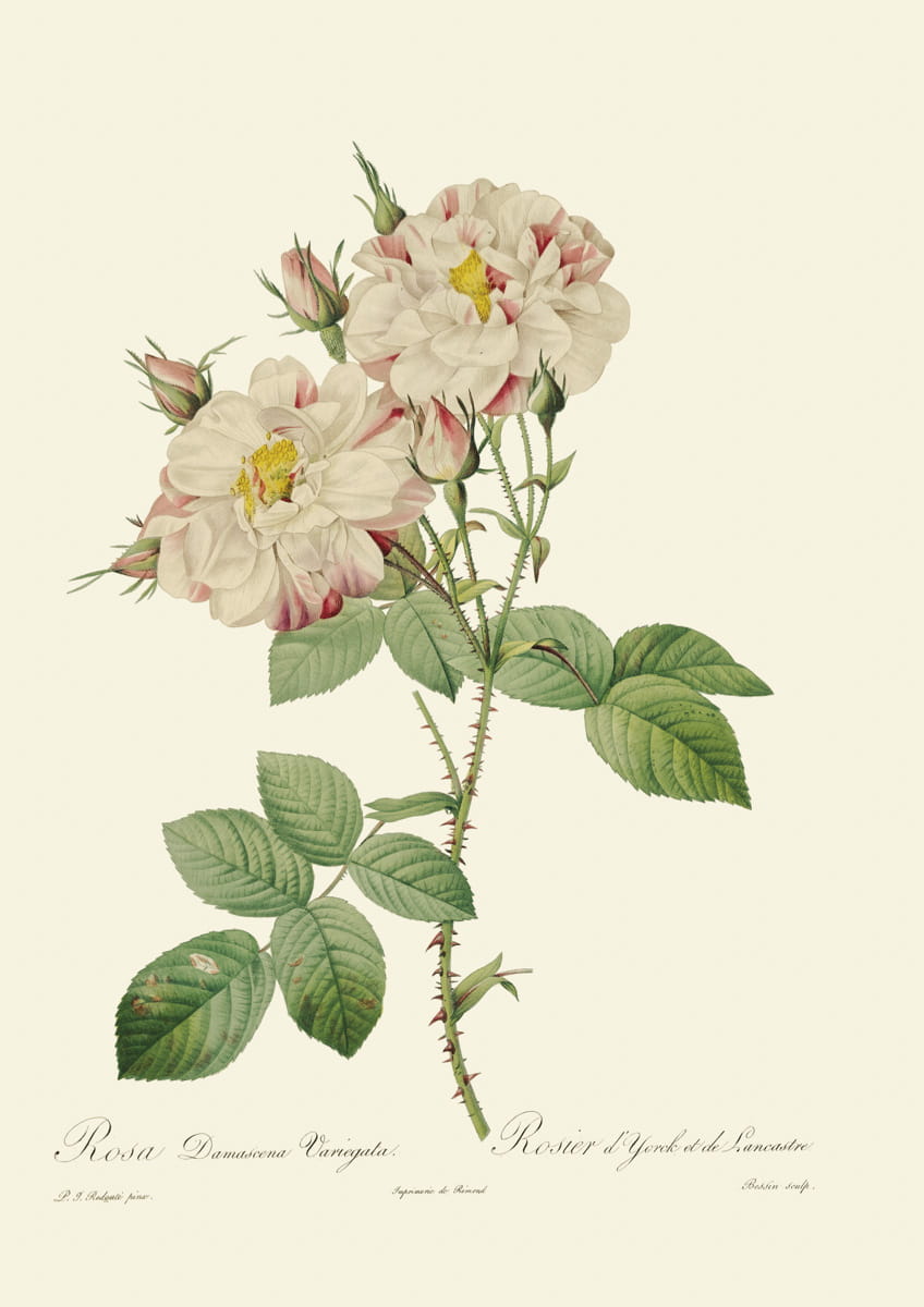 Obraz róże, 1817 r.,  Damascena Variegata