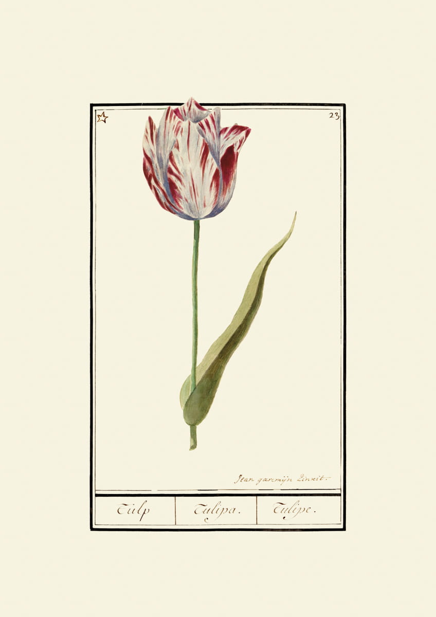 Rycina tulipany, ok. 1600 r.,  Jean garcmijn Linxit