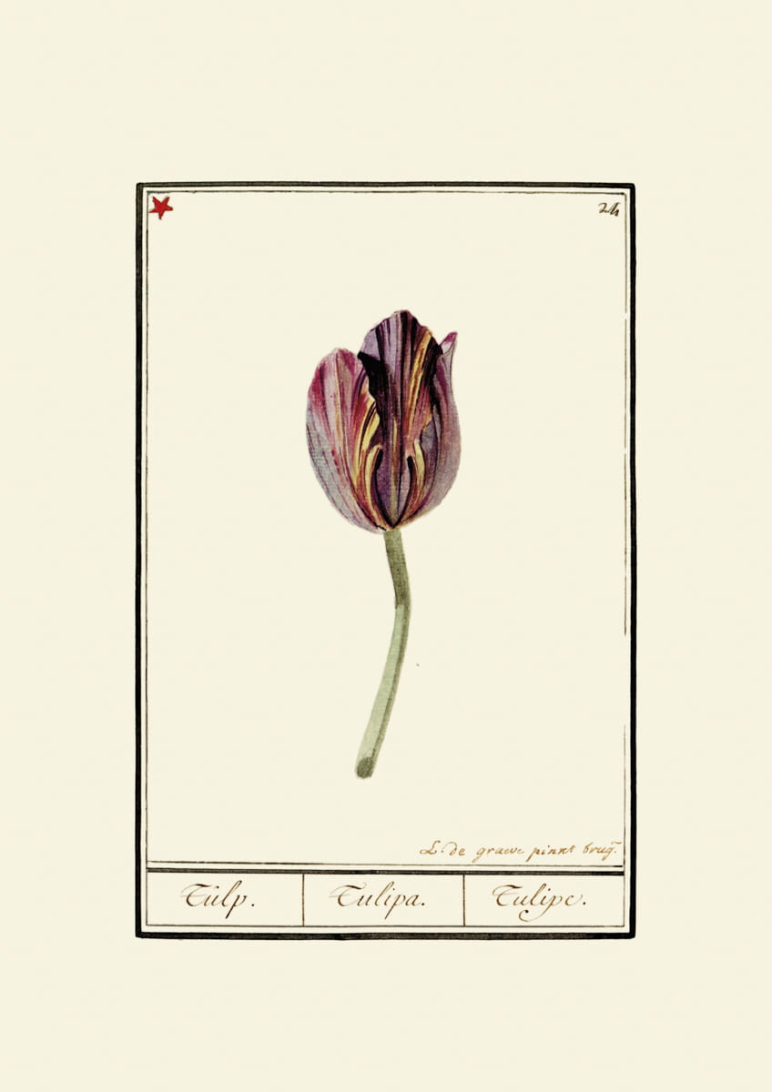 Rycina tulipany, ok. 1600 r.,  L. de greave pinret brug