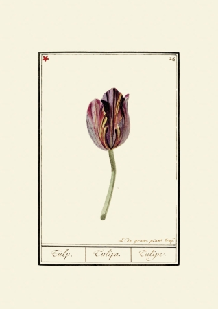 obraz rycina na ścianę obraz kwiaty tulipany Anselmus Boëtius de Boodt