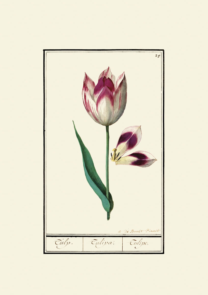 Rycina tulipany, ok. 1600 r.