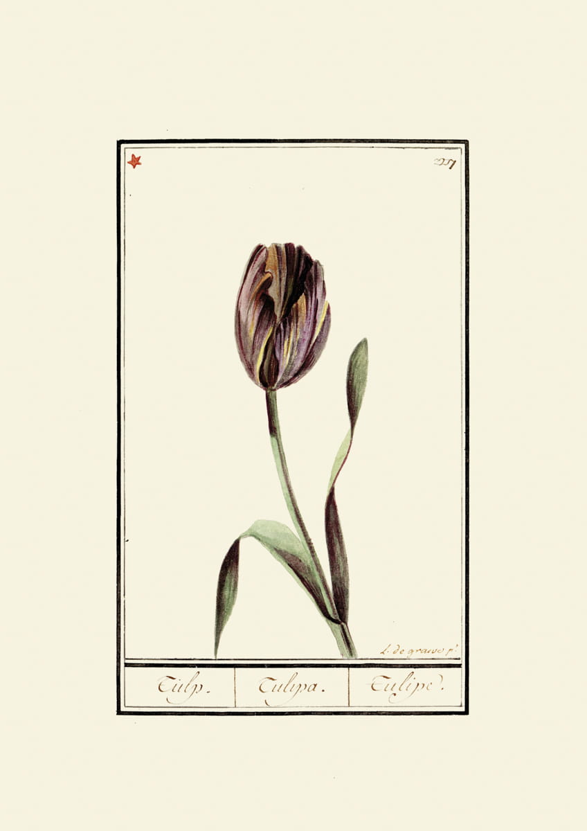 Rycina tulipany, ok. 1600 r.,  L. de greave p.
