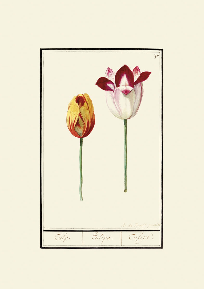 Rycina tulipany, ok. 1600 r.,  A. de Boodt pinxit