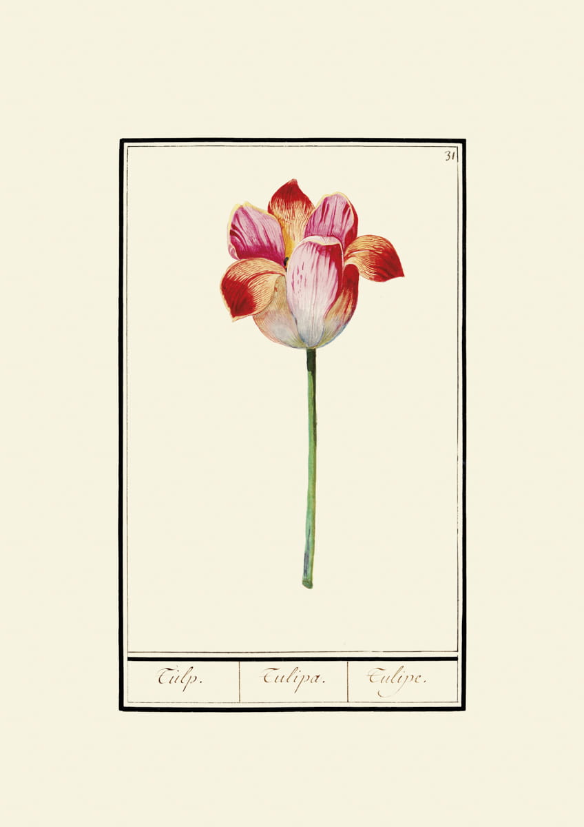 Rycina tulipany, ok. 1600 r., Anselm de Boodt