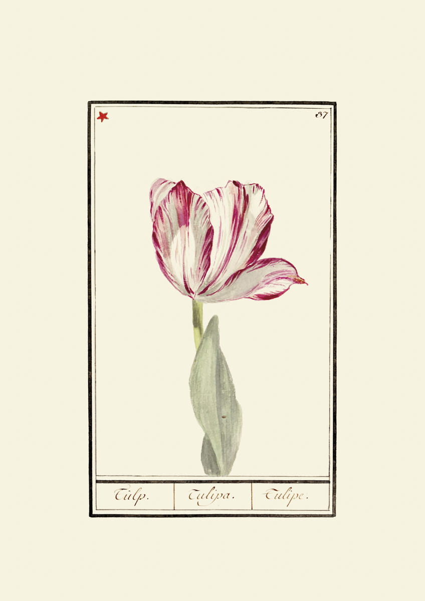Rycina, ok. 1600 r., tulipany 37