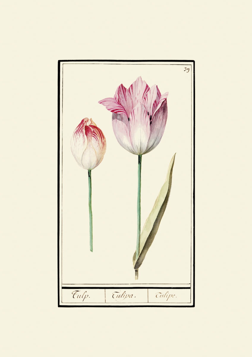 Rycina, ok. 1600 r.,  tulipany 39