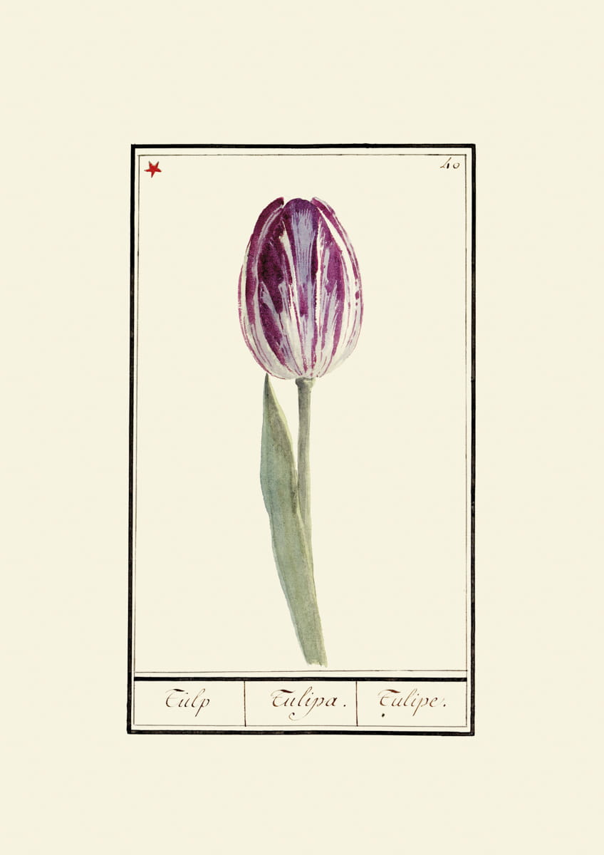 Rycina, ok. 1600 r.,  tulipany 40