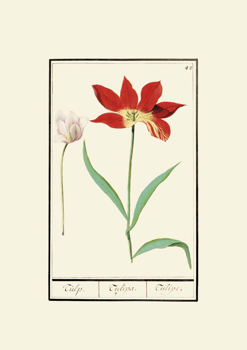 Rycina, ok. 1600 r.,  tulipany 42