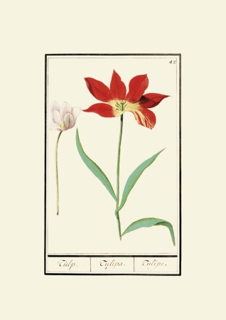 obraz rycina na ścianę obraz kwiaty tulipany Anselmus Boëtius de Boodt