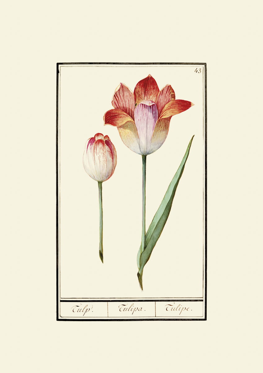 Rycina, ok. 1600 r., tulipany 43
