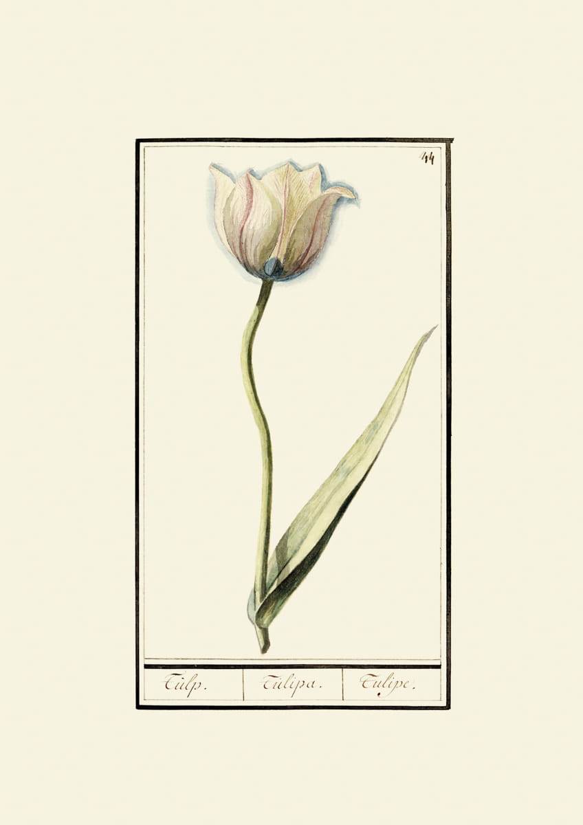 Rycina, ok. 1600 r.,  tulipany 44