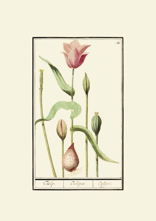 obraz rycina na ścianę obraz kwiaty tulipany Anselmus Boëtius de Boodt