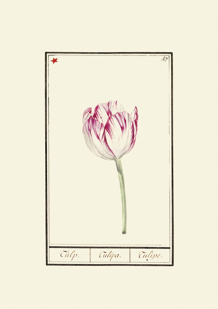 Rycina, ok. 1600 r.,  tulipany 47