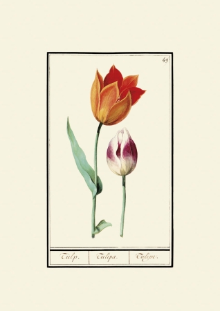 obraz rycina na ścianę obraz kwiaty tulipany Anselmus Boëtius de Boodt
