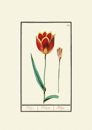 obraz rycina na ścianę obraz kwiaty tulipany Anselmus Boëtius de Boodt